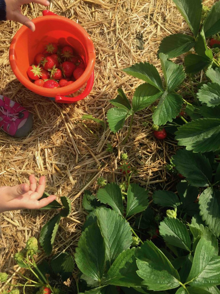 Für den Erdbeerkuchen mit Biskuitboden kommen die Erdbeeren frisch vom Feld.