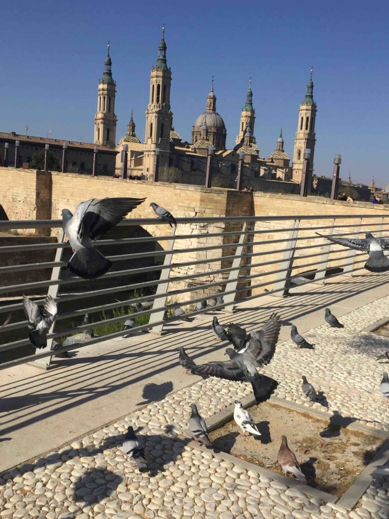 Tauben füttern an der "Pilar" im Zentrum von Zaragoza